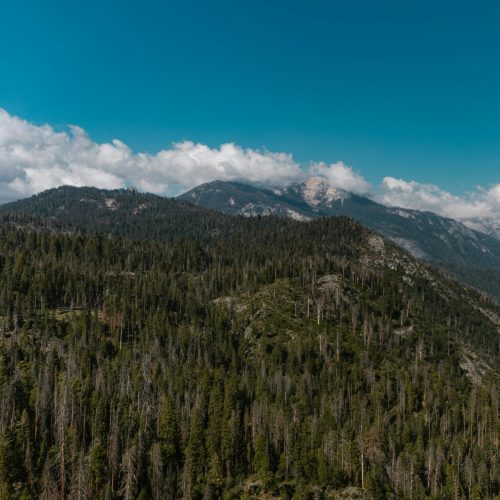 Breathtaking aerial view of lush forest and distant mountains under a clear blue sky.